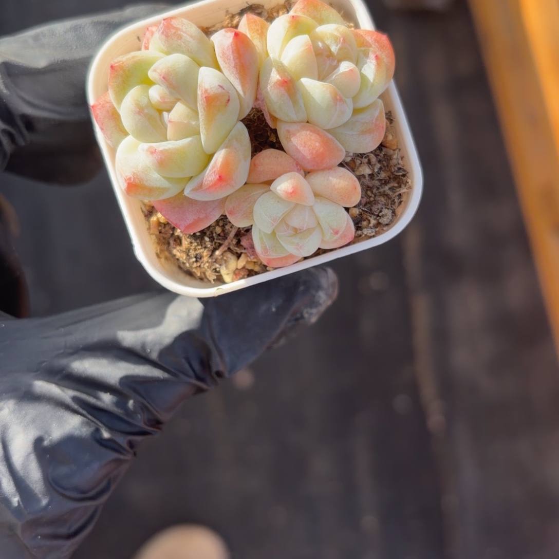 北****东篱下多肉植物哈哈哈