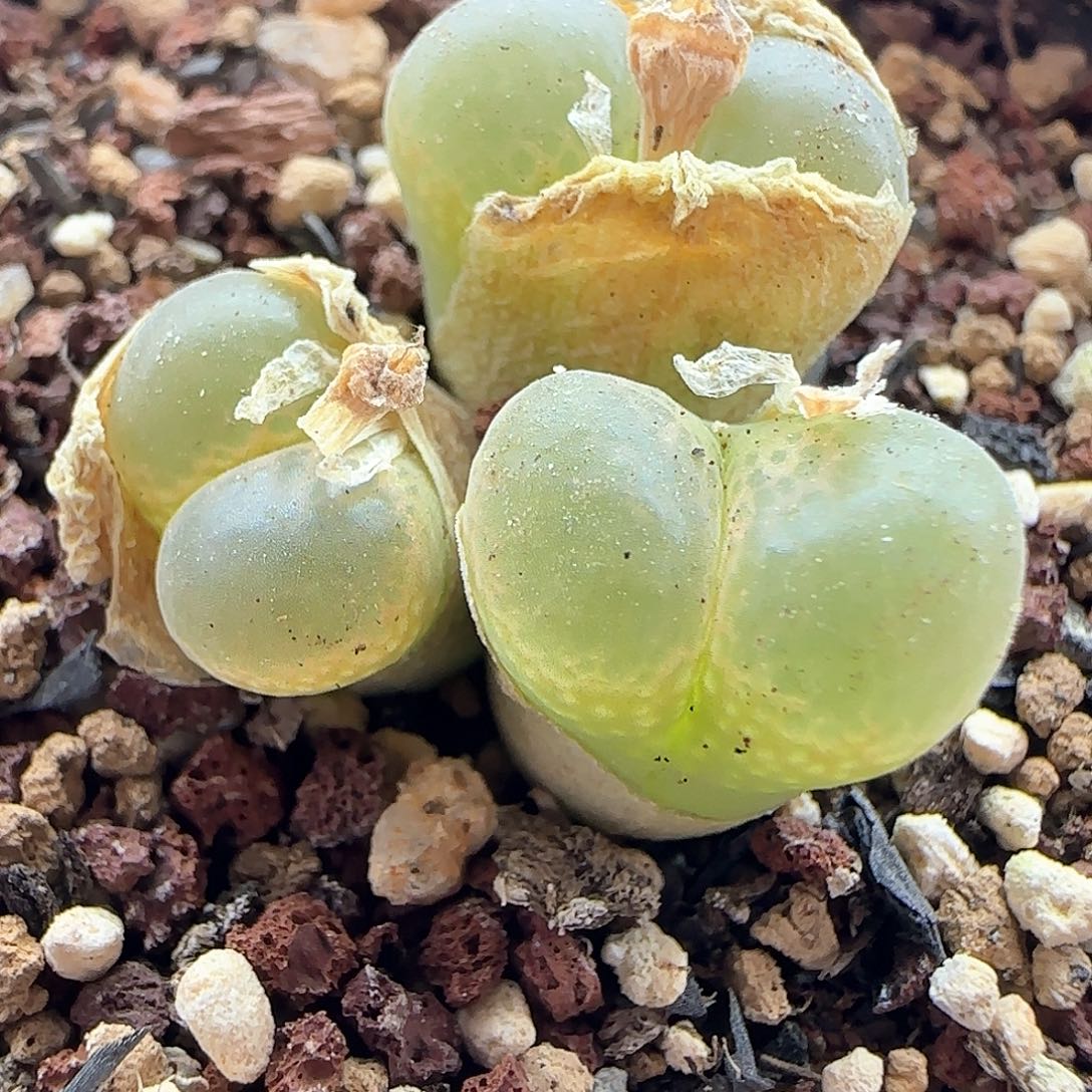 风铃。        33551