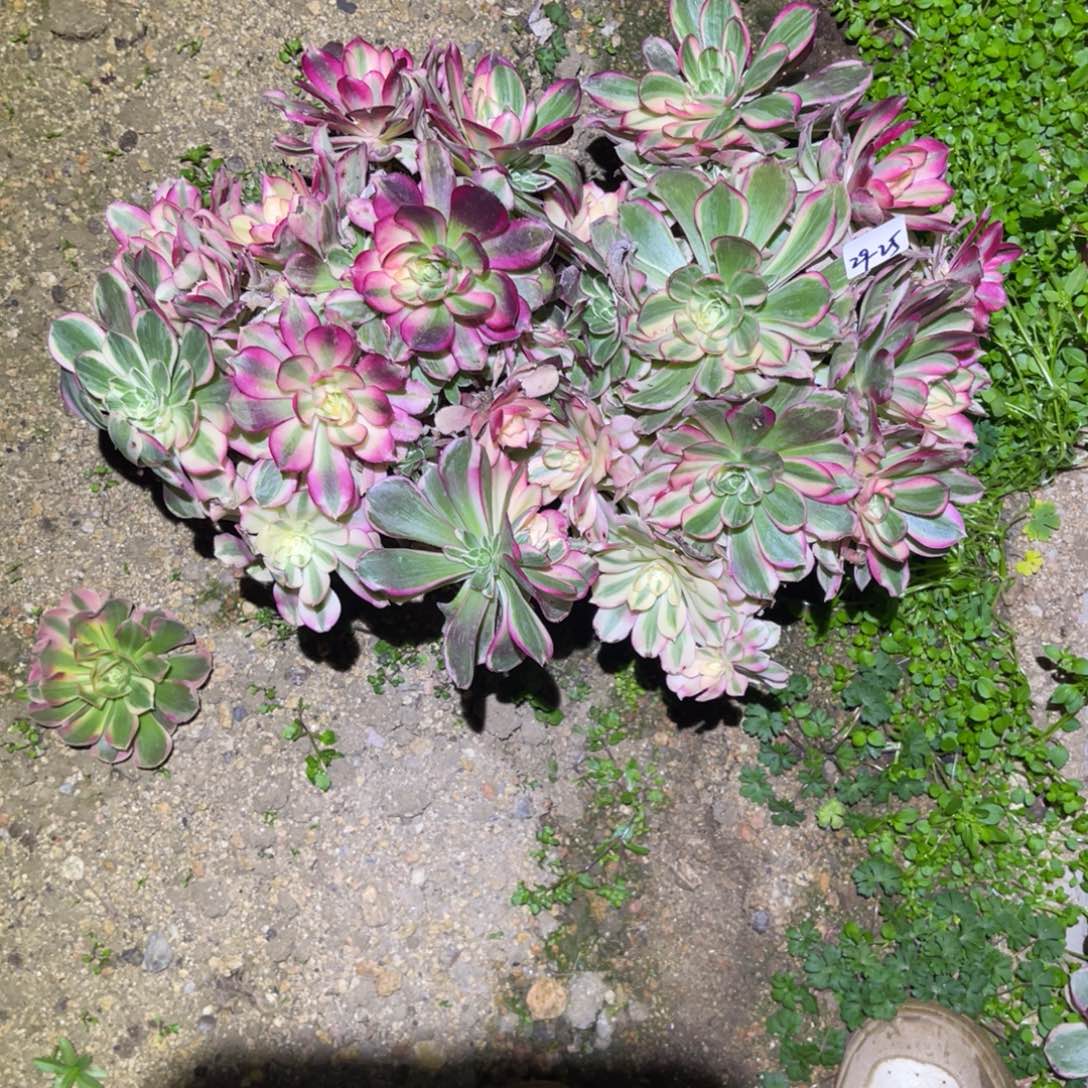 12-29-25西施砍头群两颗