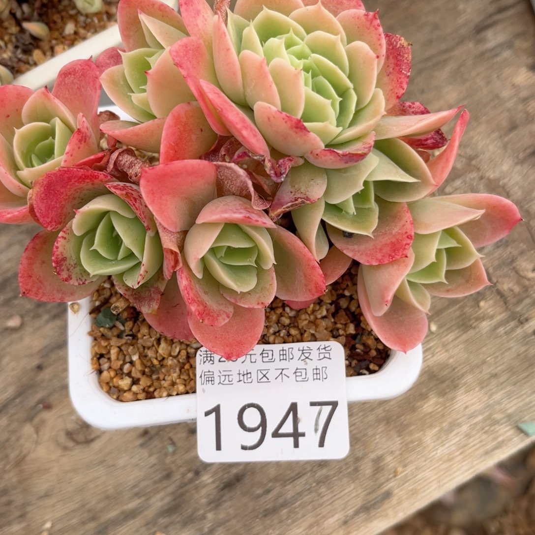 r****i大1947h h h h j j j j