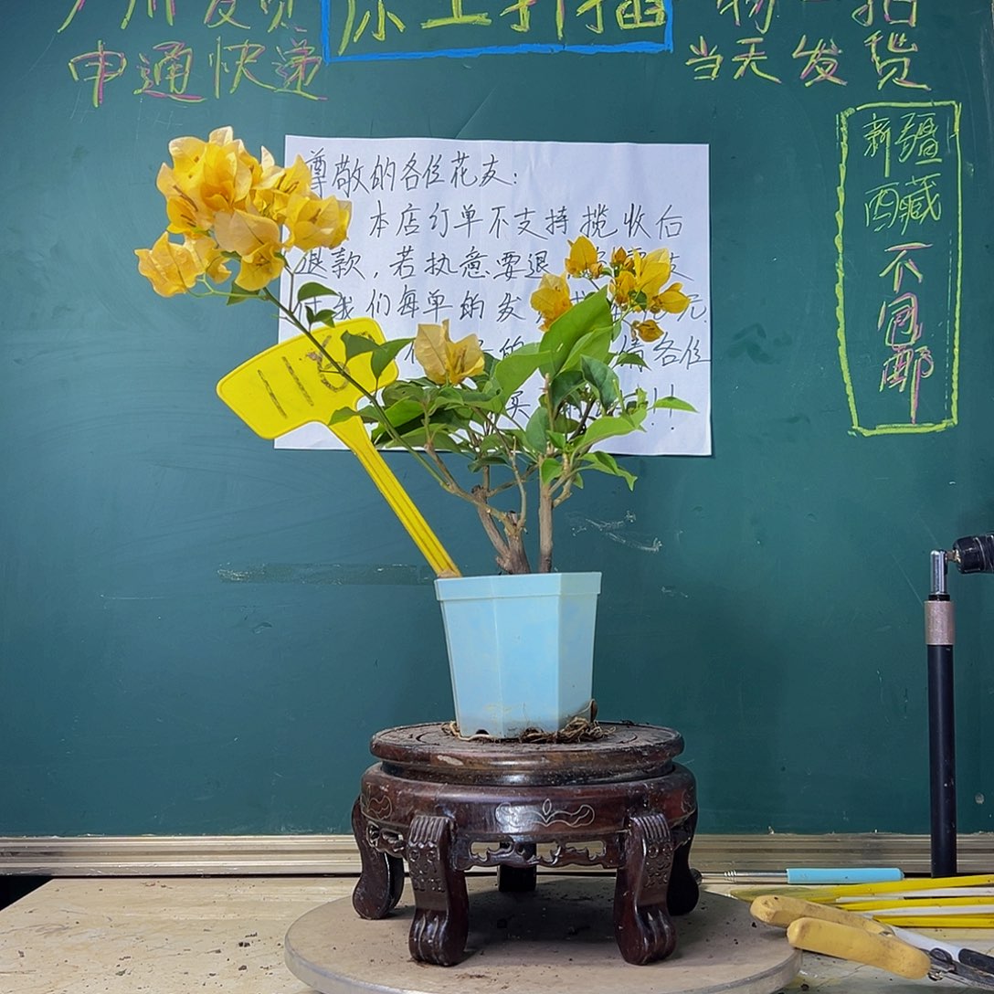 当前无花栽培后可以开花柠檬黄 大宝 1167