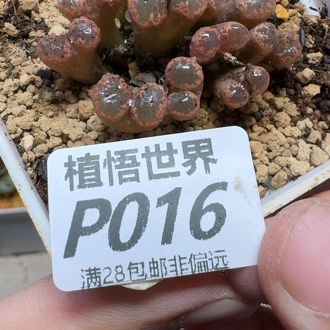 多肉植物的人啊fvbb