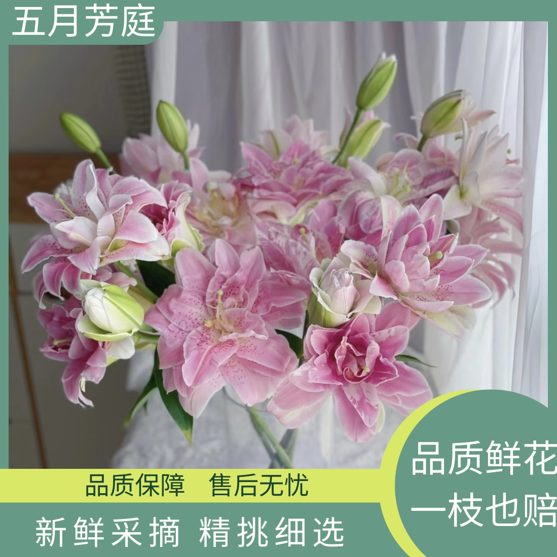 【粉拉菲】浓香型重瓣新鲜百合花#粉嫩韶华古董百合
