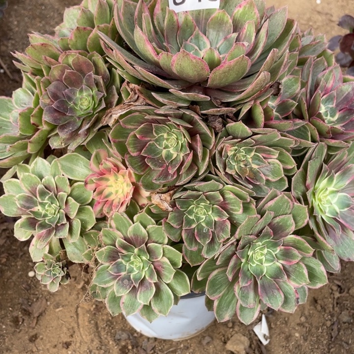 玉***姐无花朵846多肉植物莲花座