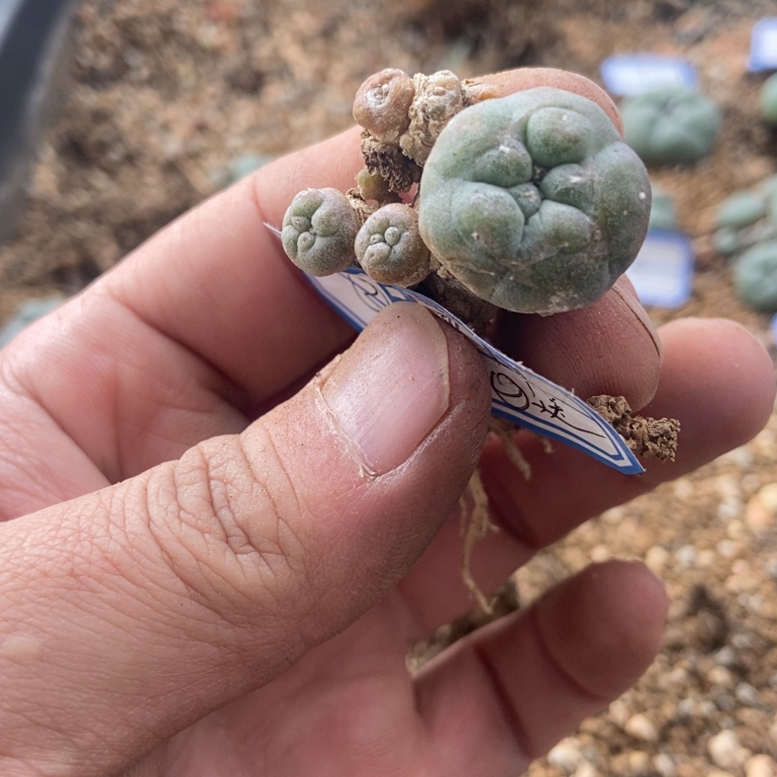 (****无刺仙人球开花了