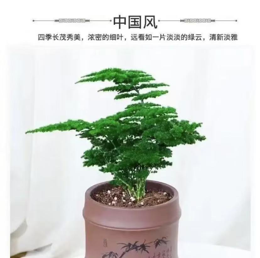 高档名贵品种矮生密叶【文雅之竹】盆景造型造型感层次感分明