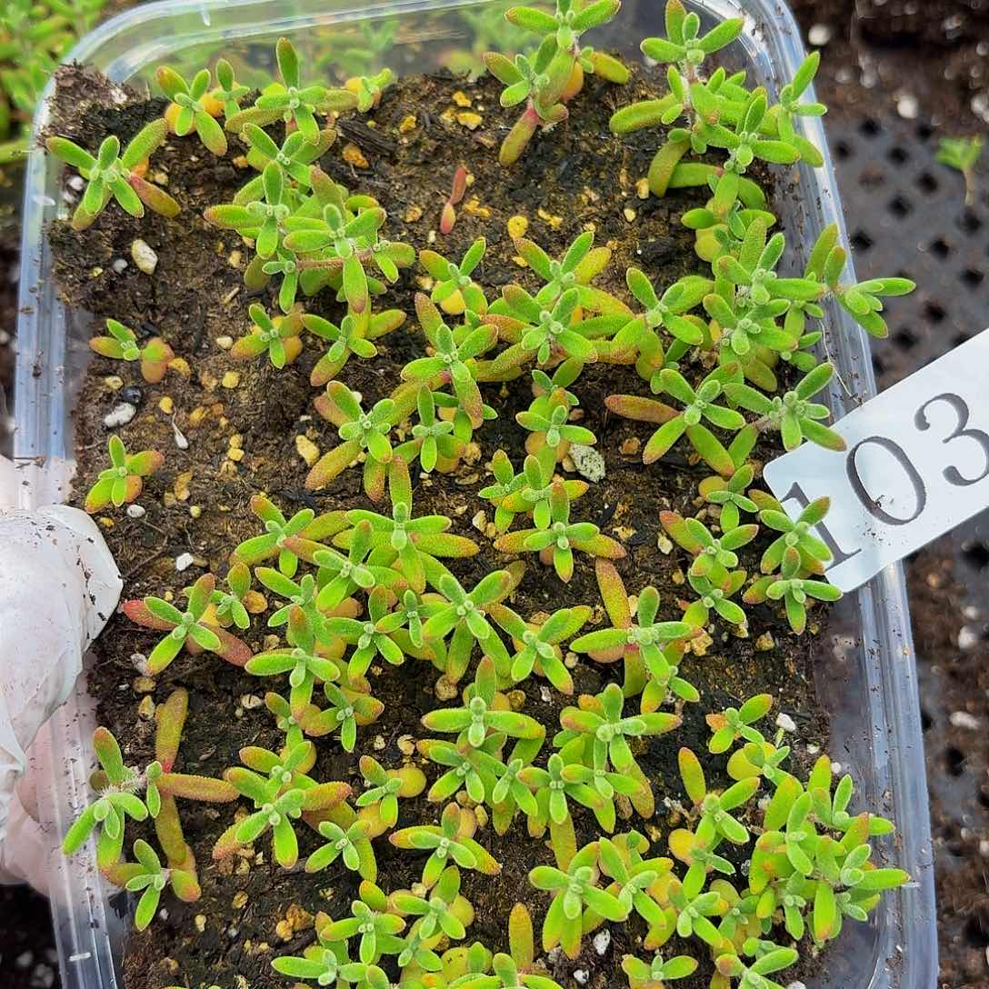 多肉植物多肉植物1036