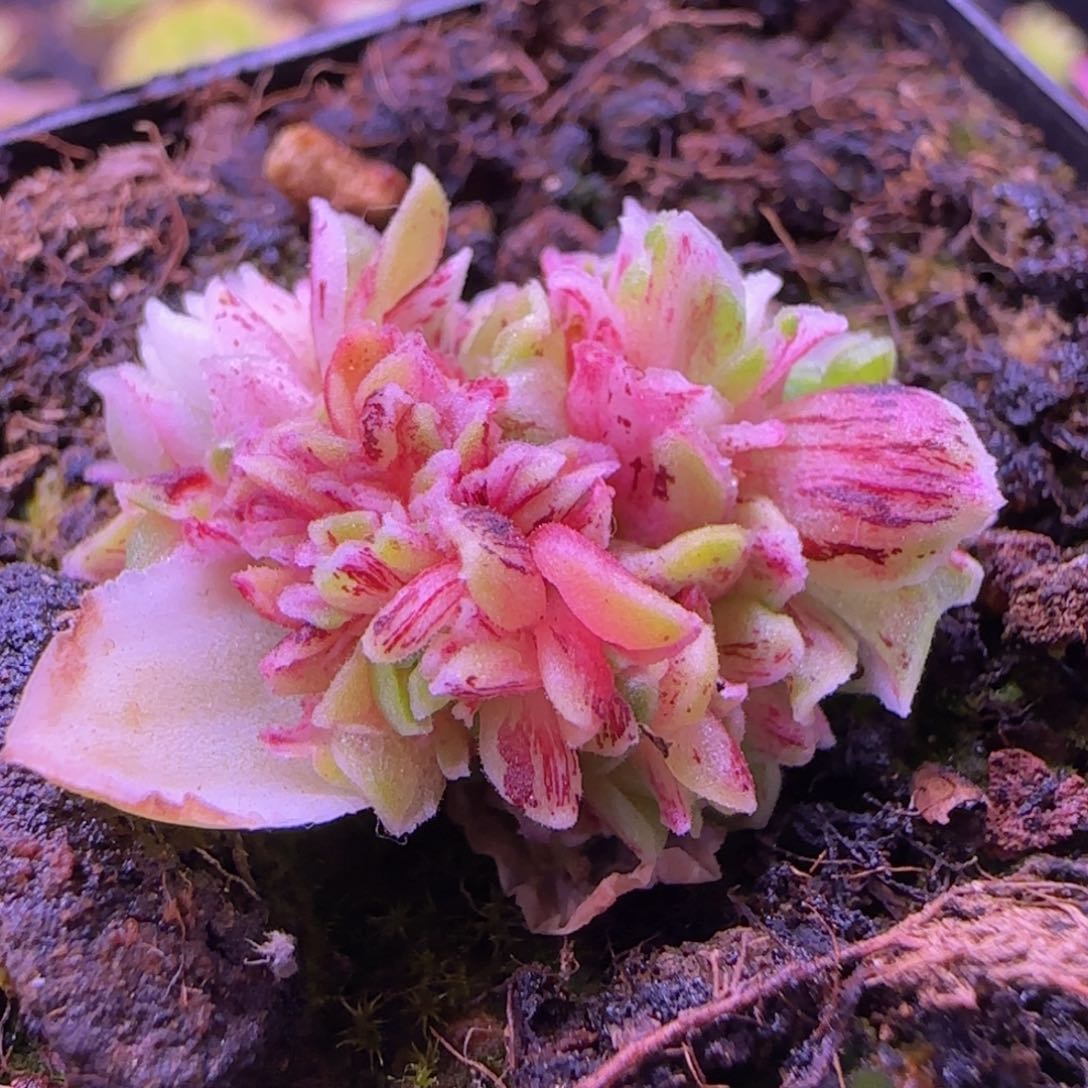 秋夕玫瑰朵朵缀七方杯871