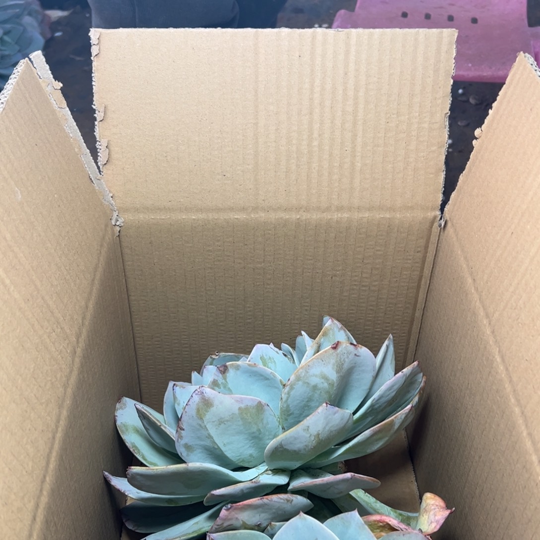 诗***意地栽群生白凤1棵（包邮不包损）