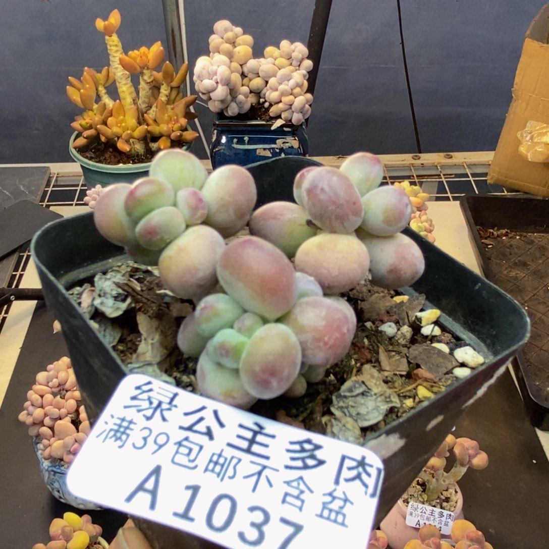 037苹果奶一代多肉4c m