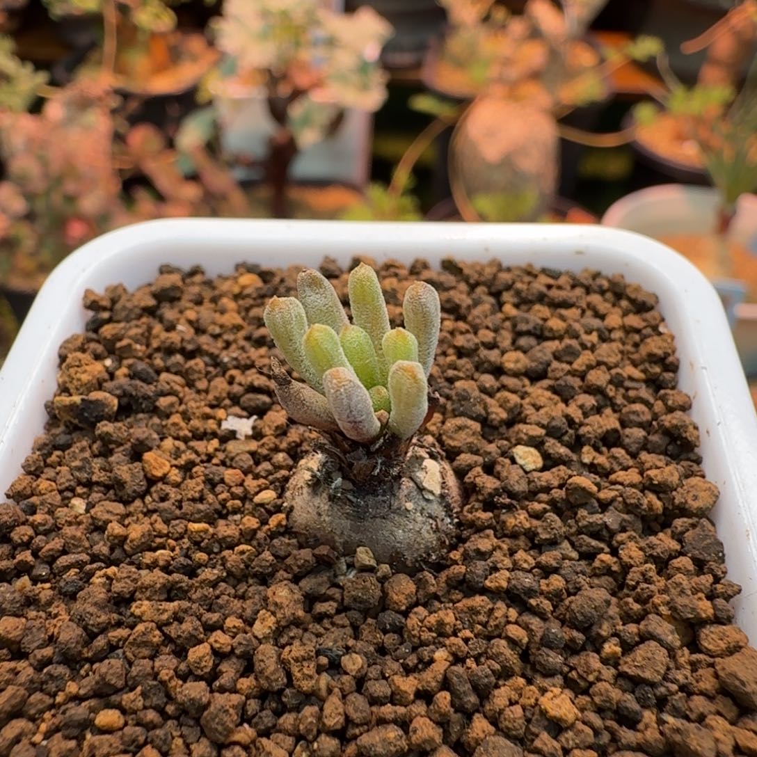 烟花磷芹属846 仙人掌