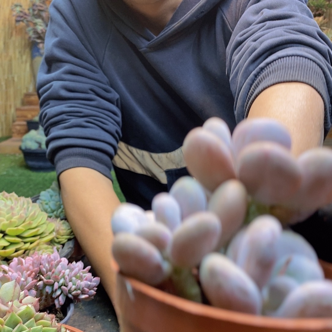 小**子C234号奶酪多肉