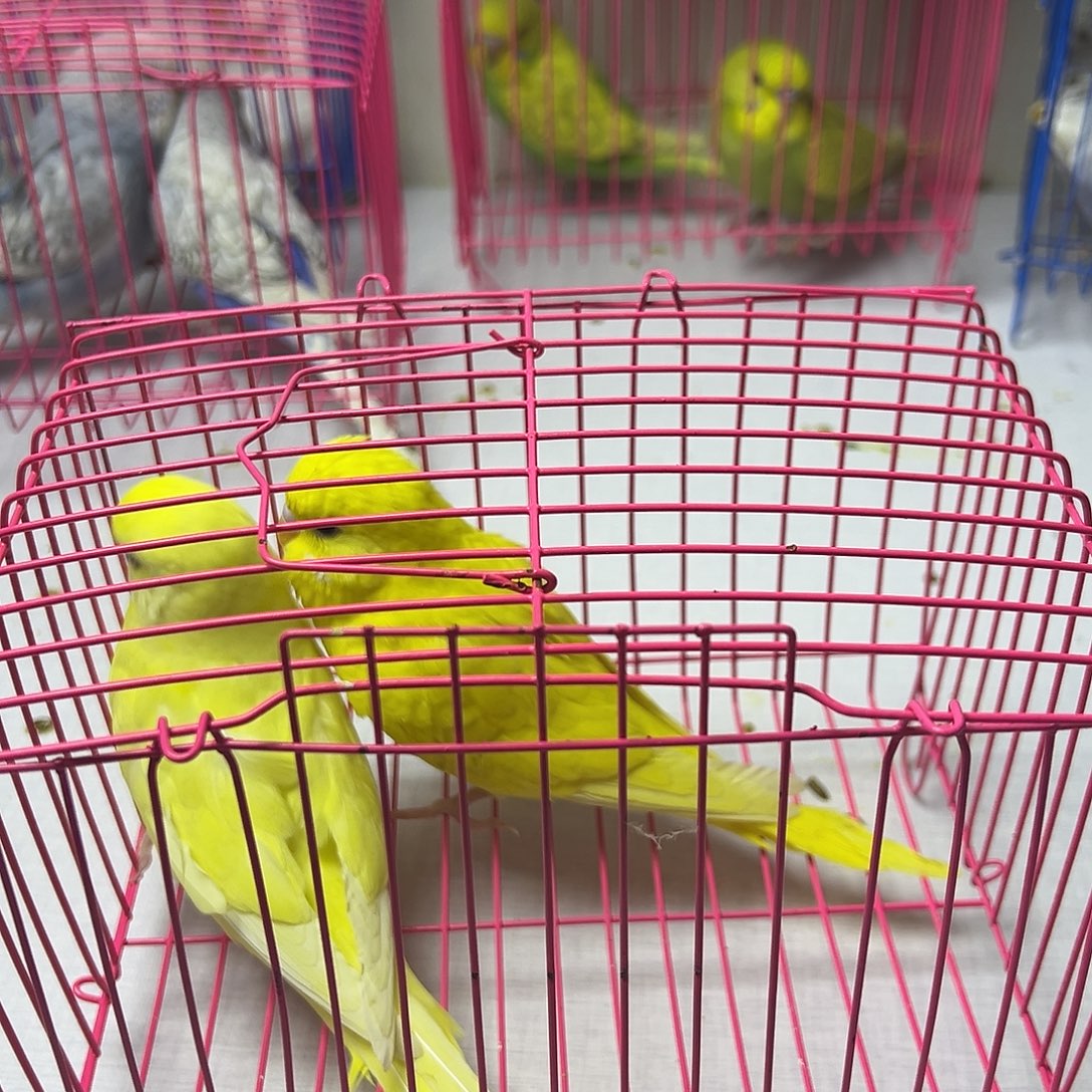 虎皮鹦鹉黄色大头一对