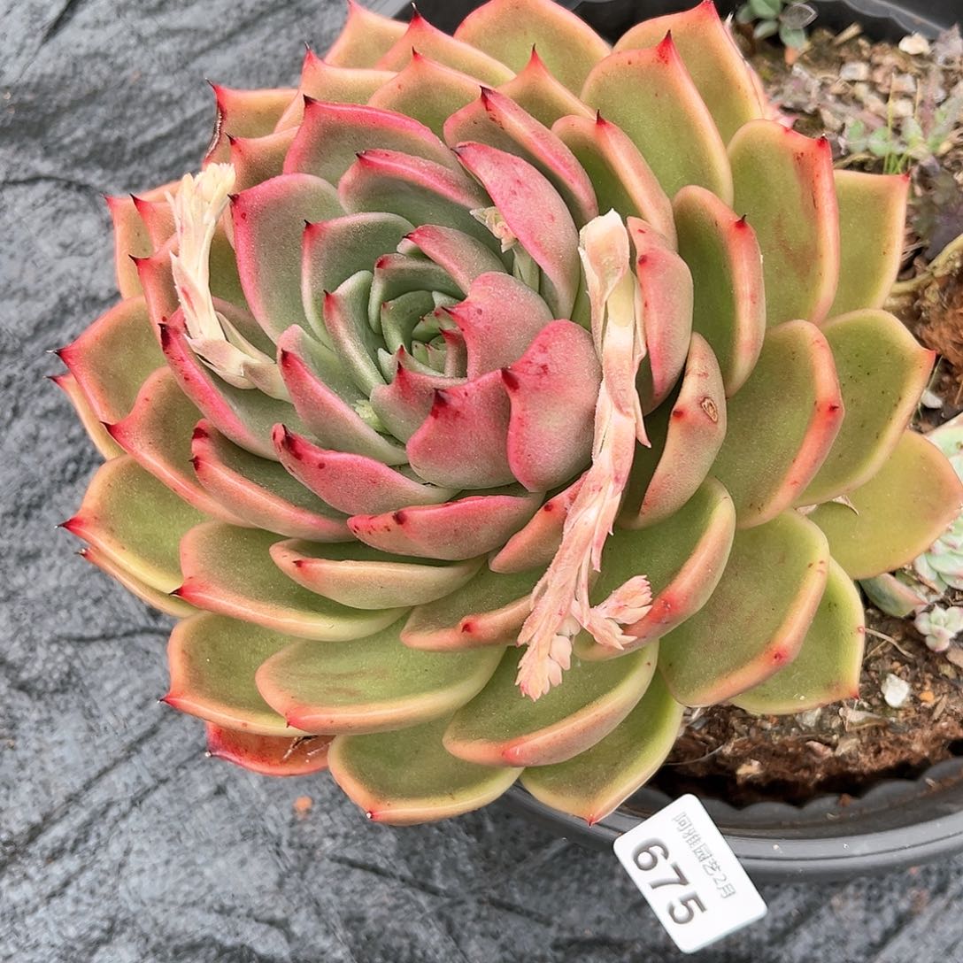 阿雅园艺。      675