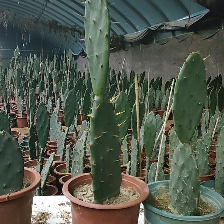 老***田黄大刺仙人掌两节一颗