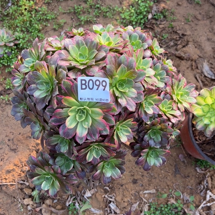 安娜多肉植物099.