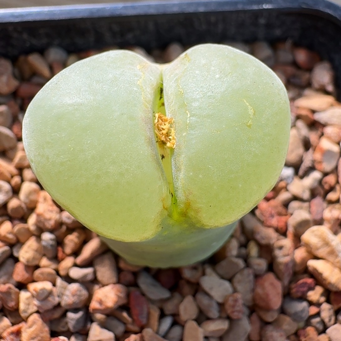 阳***肉云缦精品番杏3.9特选