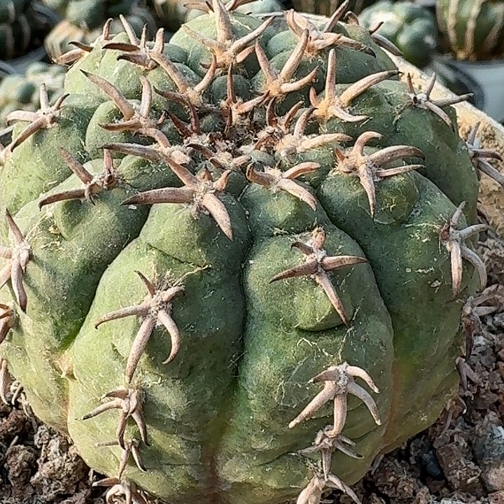 无花朵实生大猫爪576