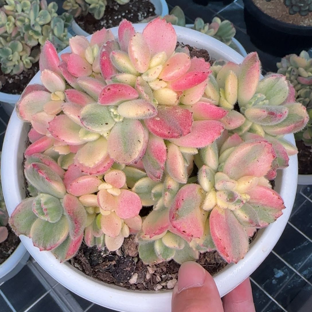 从前慢甄选多肉编号彩虹熊