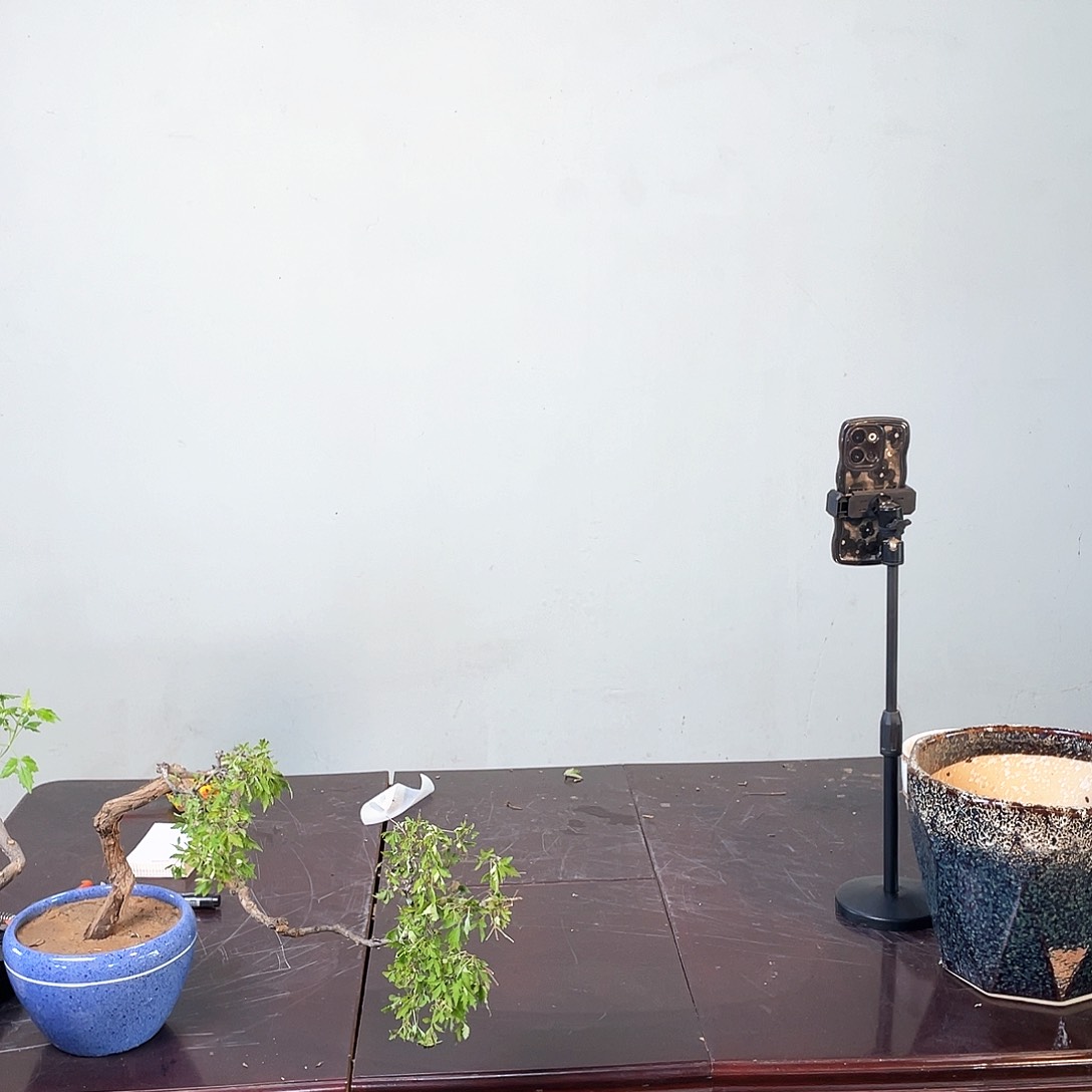 完全开放有*思黄荆