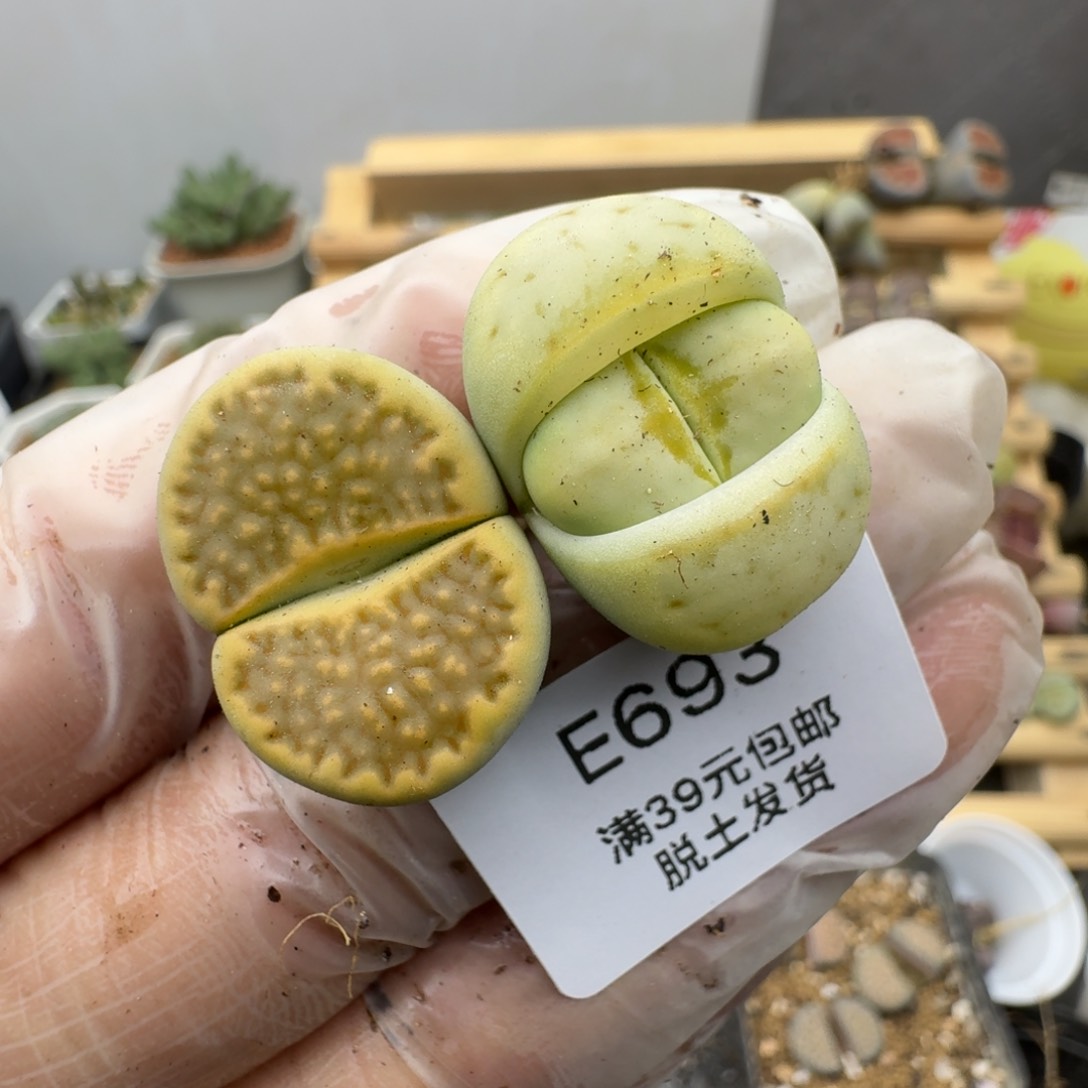 693多肉哈哈哈哈哈哈哈