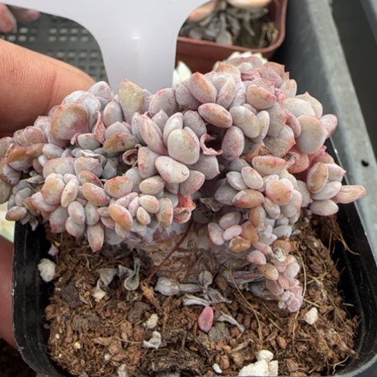 38雪精灵缀一物一拍多肉