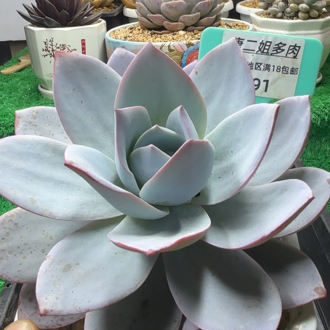 唐二姐多肉编号191