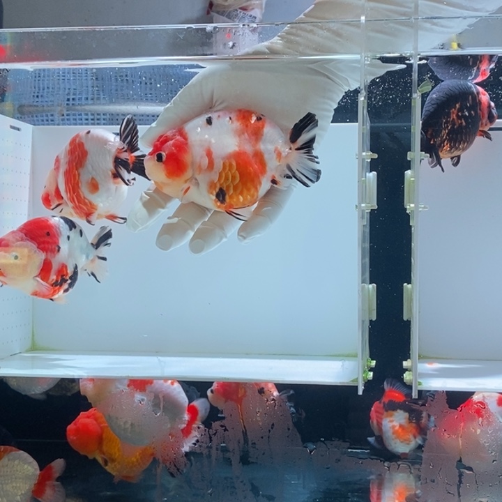 ✞***₊海水鱼奶花三色一条