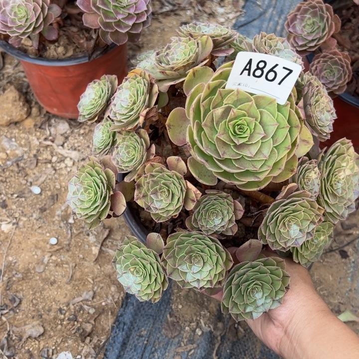 万拉丝多肉植物867.
