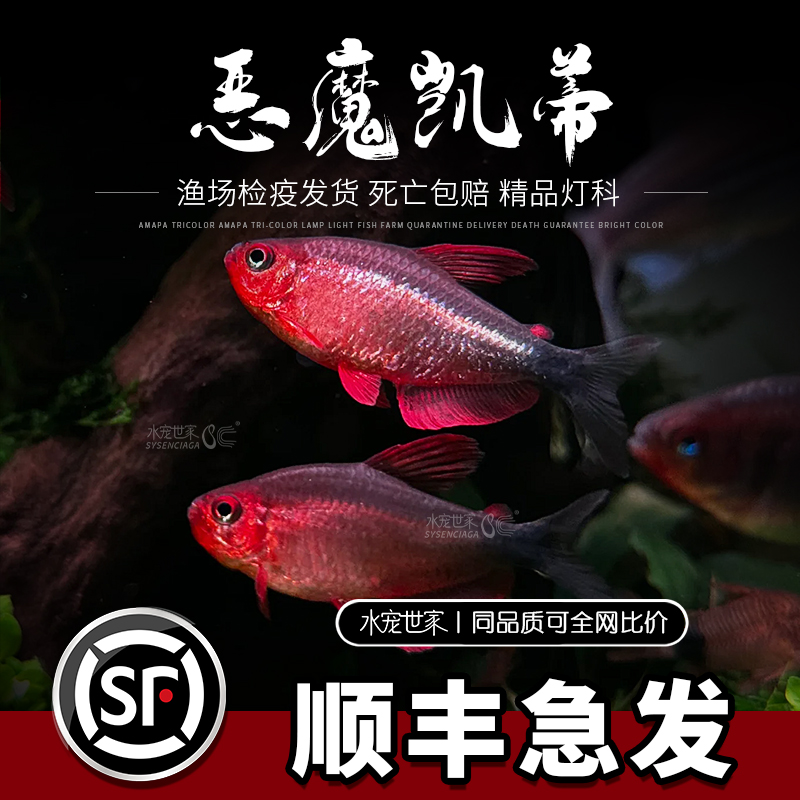 恶魔凯蒂灯高端灯鱼观赏鱼活体宝狮灯南美草缸稀有小型鱼热带淡水