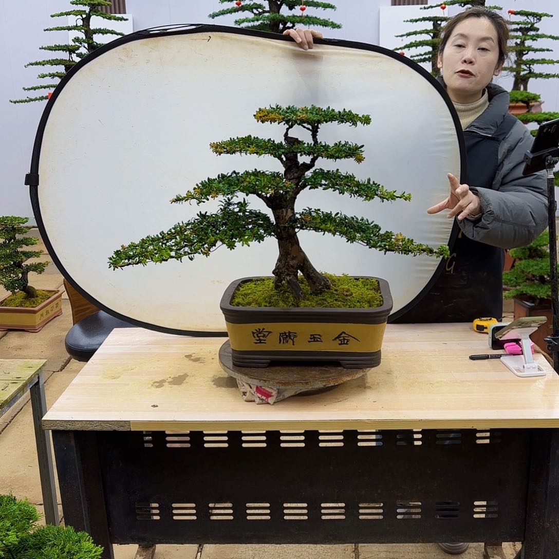 盆景直播间一物一拍