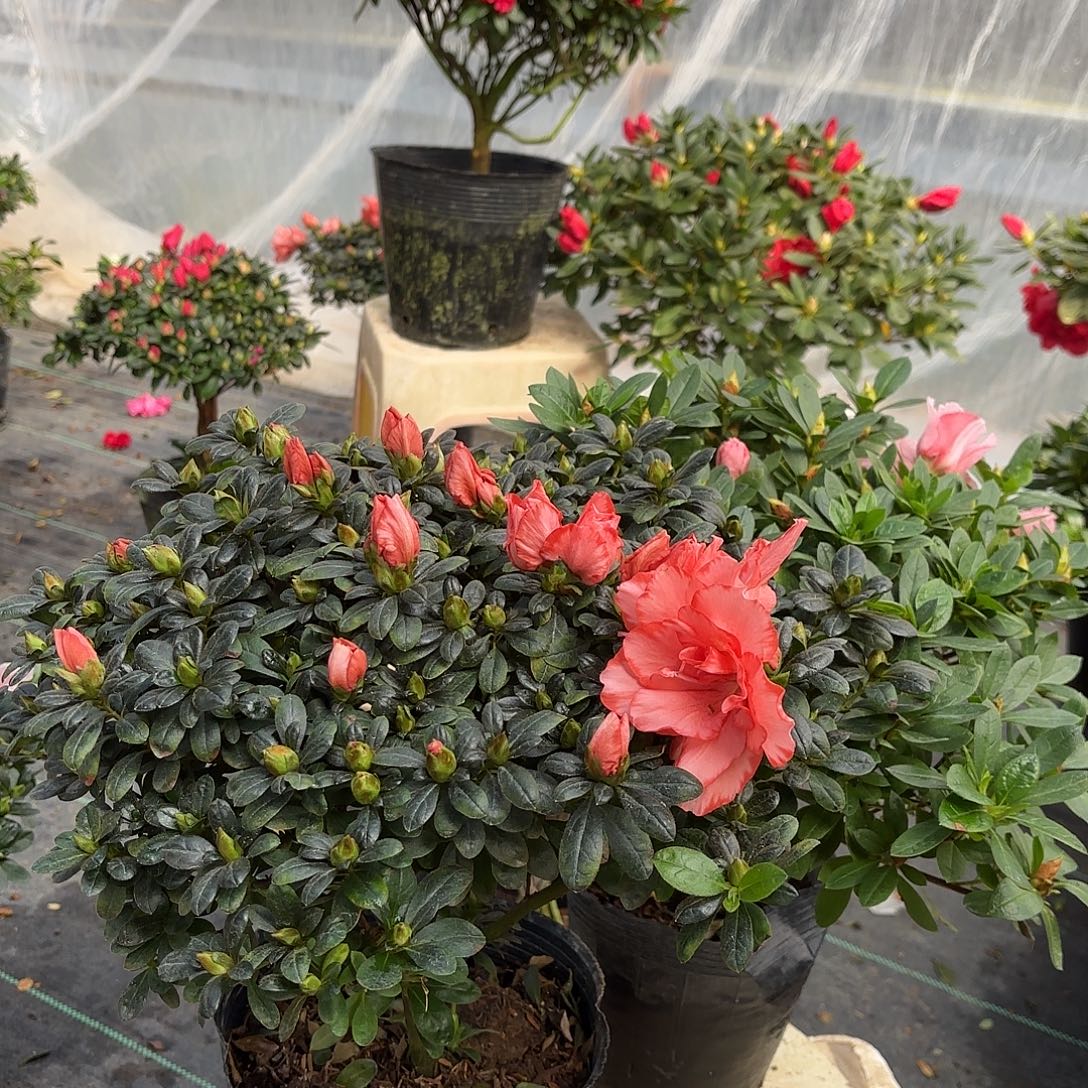 子***歇大部分花苞少量开放