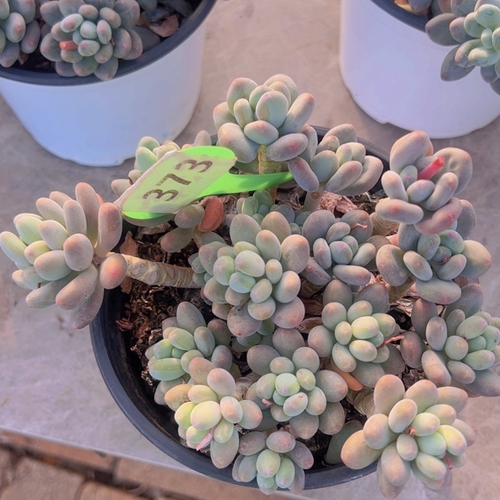 健健康康平平安安