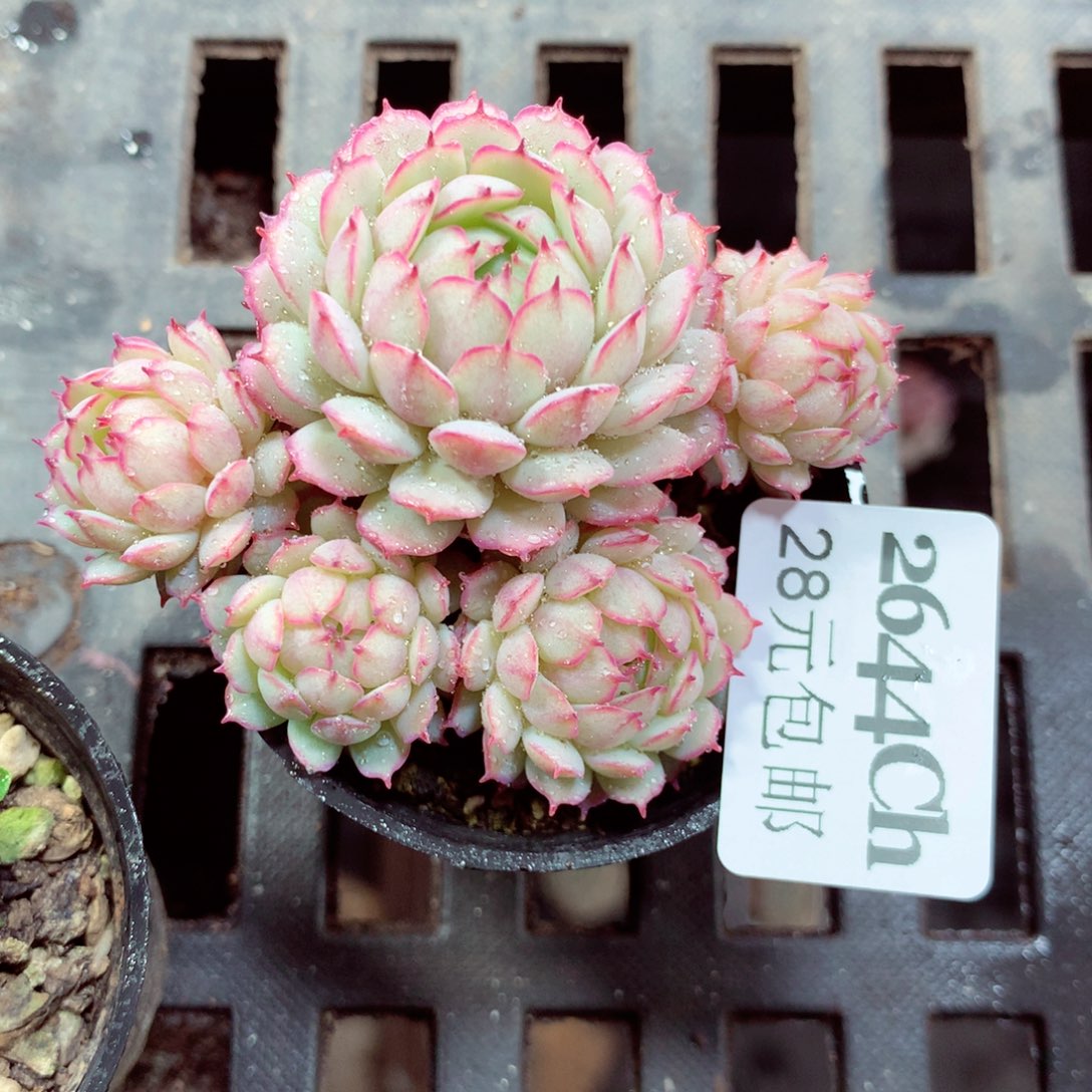 5厘米盆精控多肉2644