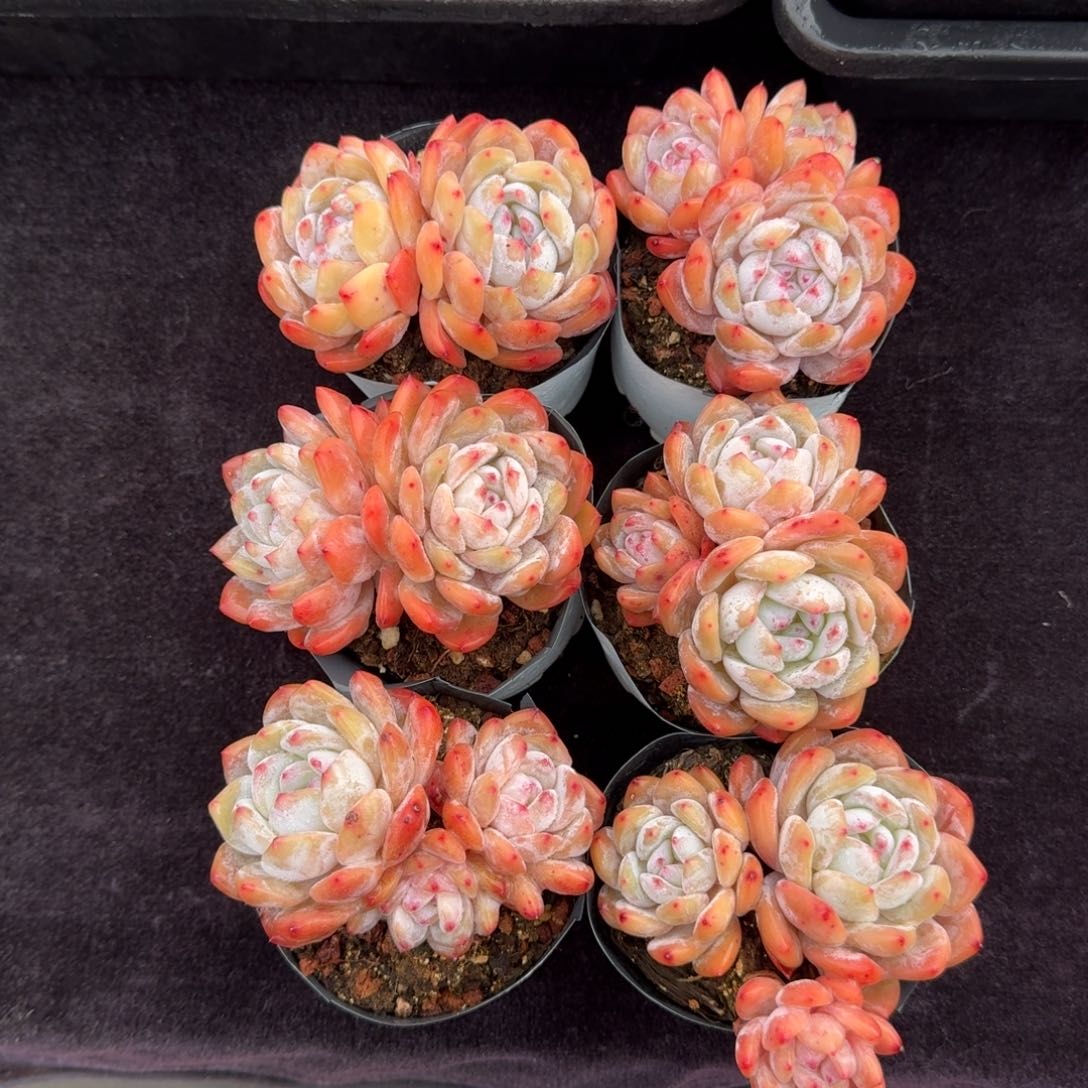 6颗一起一物一拍的