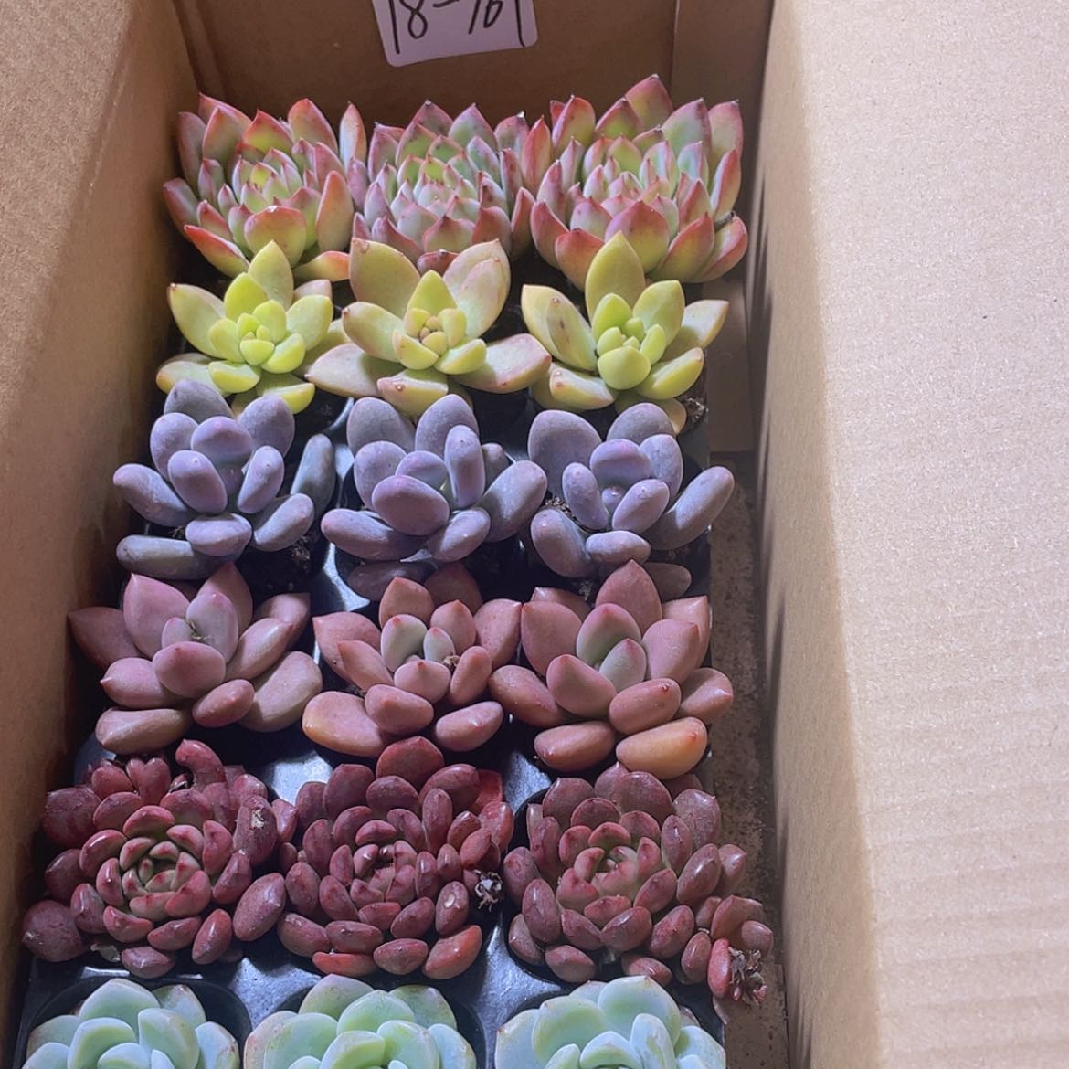 【闪购商品】18颗-161