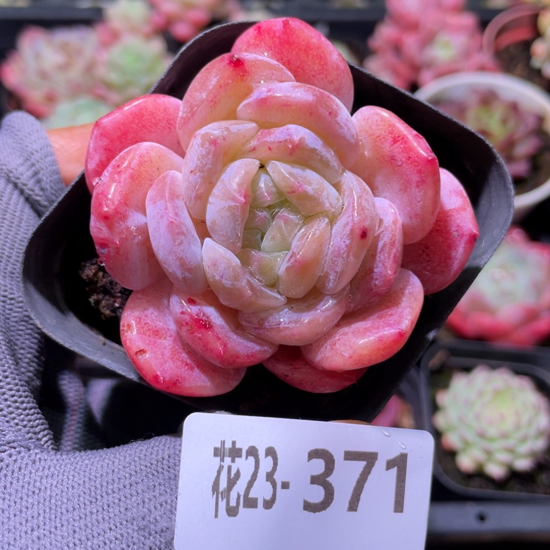 花利美23-371糖心