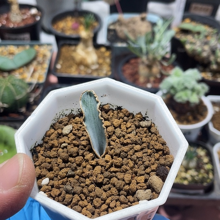 140蛞蝓弹簧草块根