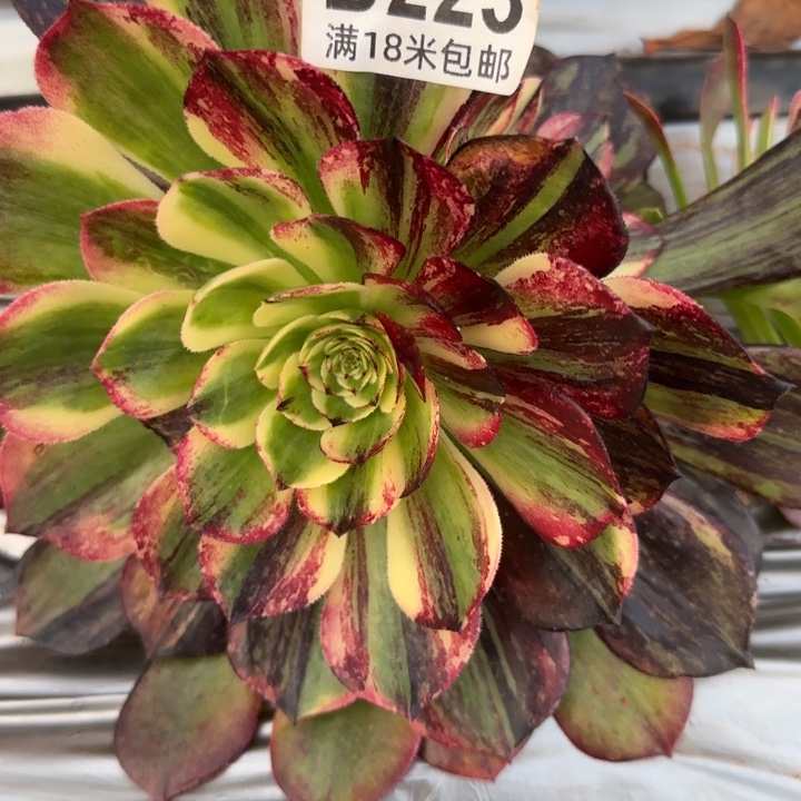 多肉法师伯爵朵朵