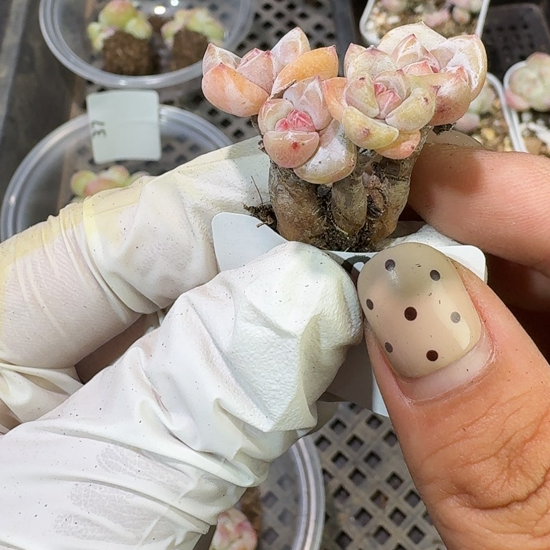 40 号到手1框～一物一拍