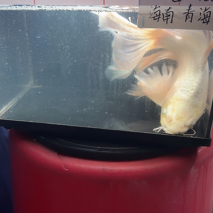 杨***姨蝴蝶鲤鱼蝴蝶鲤138