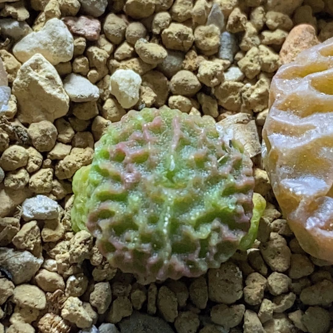 三头9479超烧开播福利