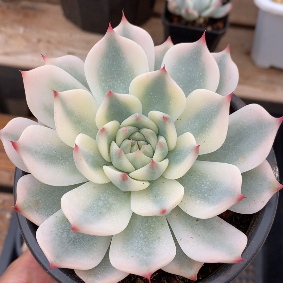 吉娃娃锦多肉植物0420