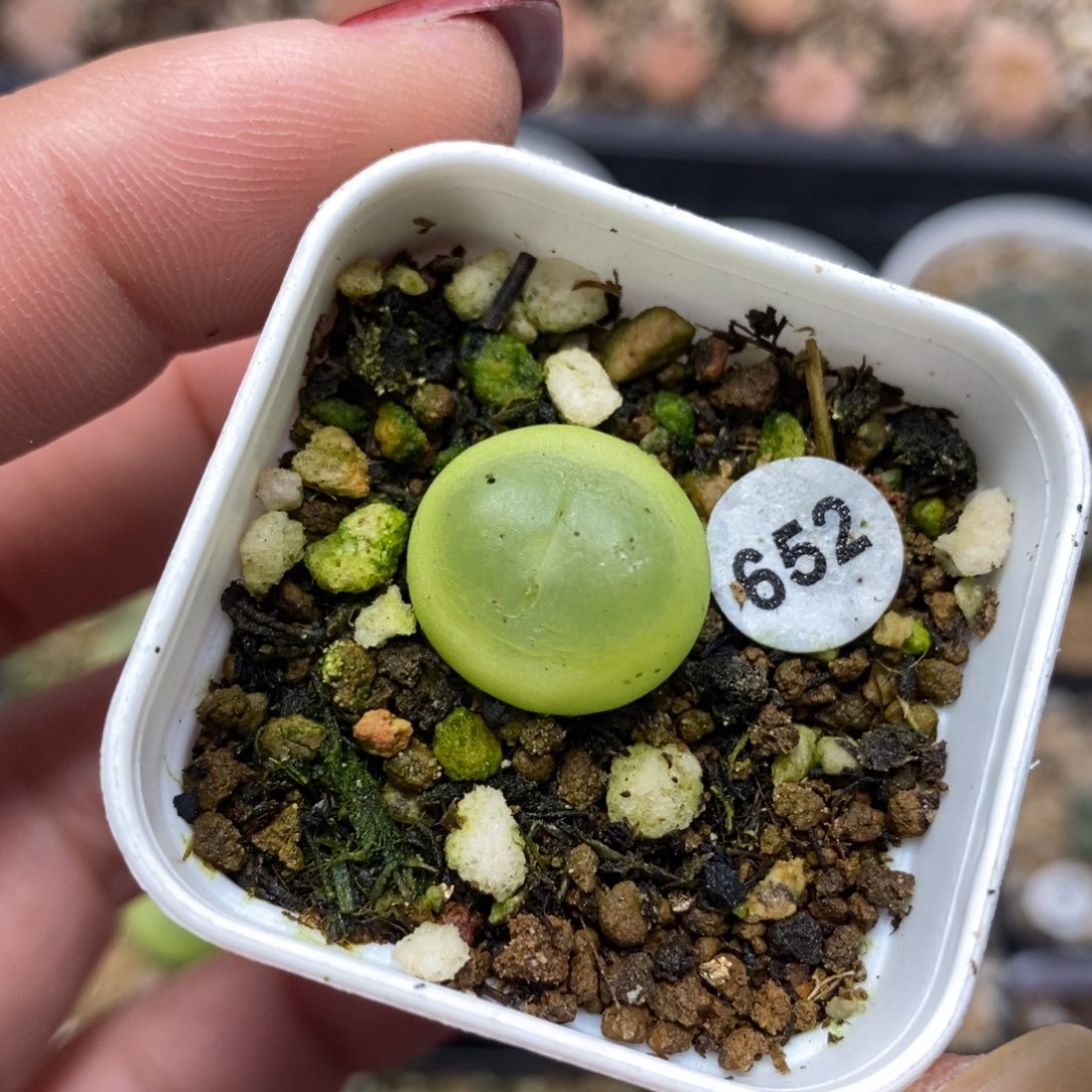 拉登1.5cm（多肉植物