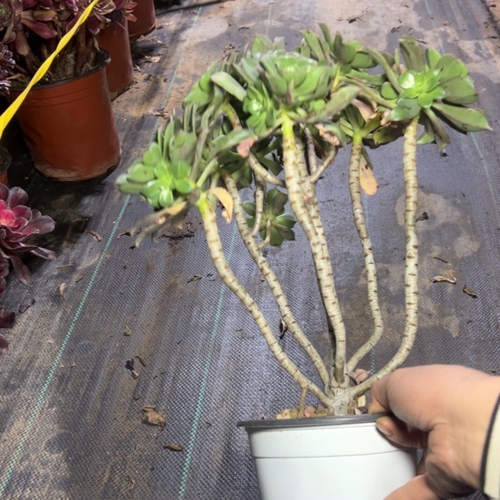 10粉多肉多肉多肉多肉