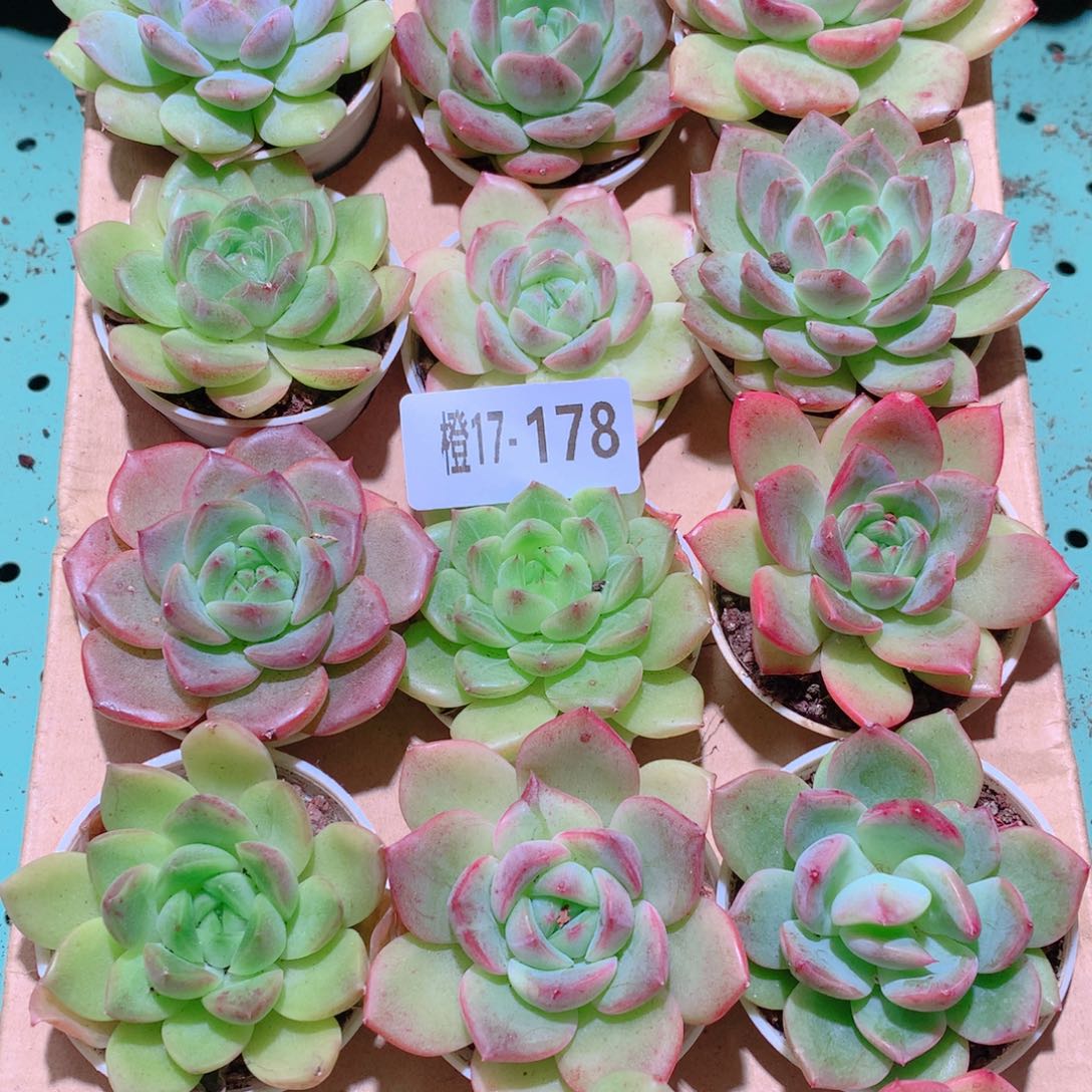 17-178一物一拍多肉带盆18颗