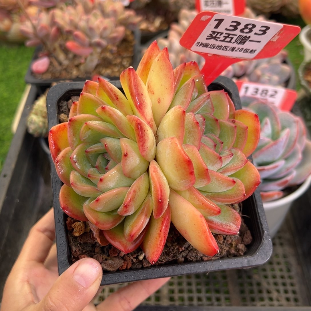 表妹精品多肉1383.