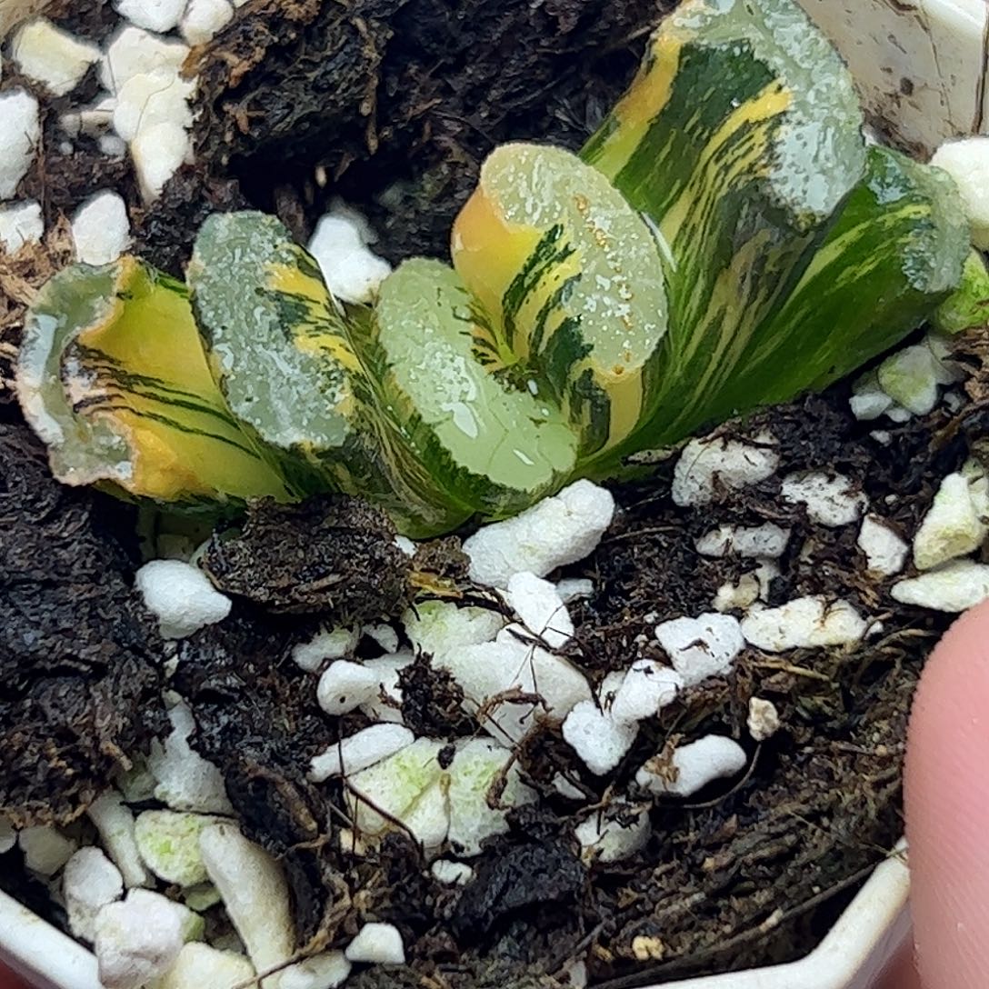 浮藻锦十二卷多肉植物