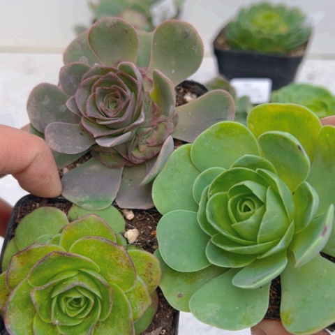 763 山地玫瑰帕系