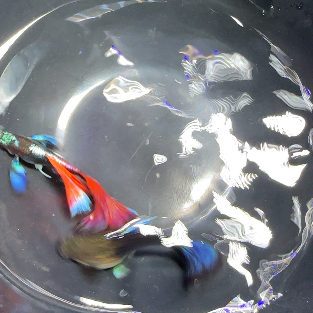 孔雀鱼亮背蓝礼服飞船跑红一对